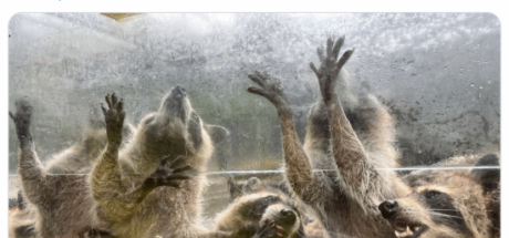 日本动物园发浣熊惊悚照,《生化危机》官方翻牌:简直太像了 - 奇趣星球报