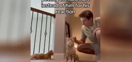 网友实验“猫咪会嫉妒吗”,故意在猫面前摸玩偶,下一秒反应亮了! - 奇趣星球报