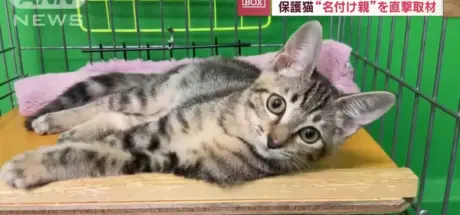 日本奈良流浪猫收容所四年零安乐死！趣味命名竟成救命关键 - 我的世界基岩版中文站