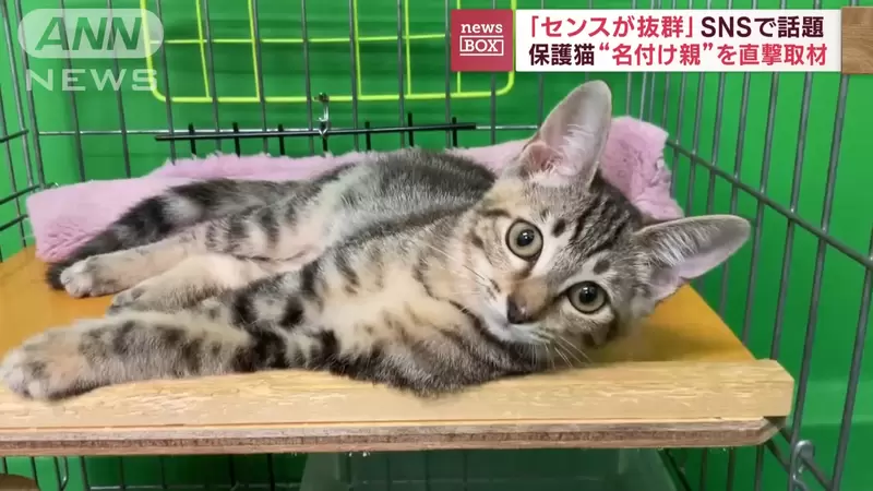 日本奈良流浪猫收容所四年零安乐死!趣味命名竟成救命关键 - 奇趣星球报 - 奇趣星球报