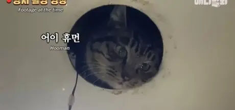 厕所守护者？猫咪钻进厕所化身“生物监视系统”，上厕所从此不再孤单 - 奇趣星球报