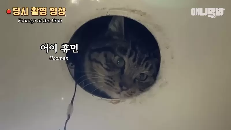 厕所守护者？猫咪钻进厕所化身“生物监视系统”，上厕所从此不再孤单 - 我的世界基岩版中文站 - 我的世界基岩版中文站