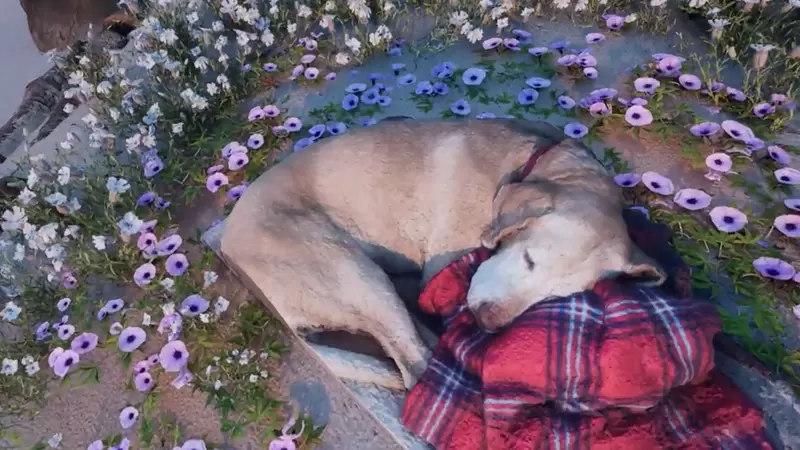 在虚拟空间与爱犬重逢！主人打造海滩，履行对已故狗狗的承诺 - 我的世界基岩版中文站 - 我的世界基岩版中文站