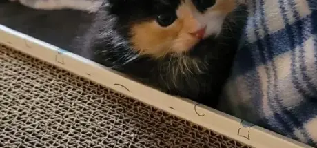 男子救猫竟中乐透!网友惊呼:简直找到“招财猫”般的好运 - 奇趣星球报