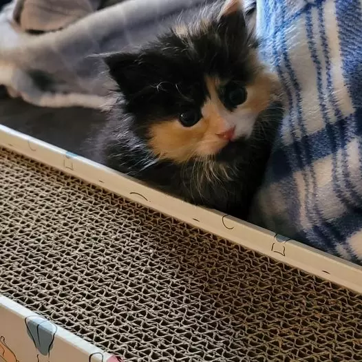 男子救猫竟中乐透！网友惊呼：简直找到“招财猫”般的好运 - 奇趣星球报 - 奇趣星球报