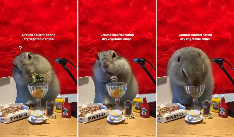 松鼠吃播ASMR全新体验！竟能抑制食欲？网友笑称看了能减肥 - 奇趣星球报 - 奇趣星球报