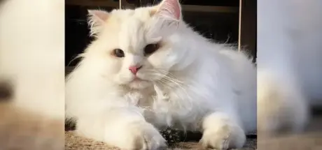 如云般柔软的白猫，被遗弃后的奇迹救援与幸福新生 - 奇趣星球报