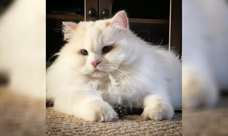 如云般柔软的白猫,被遗弃后的奇迹救援与幸福新生 - 奇趣星球报 - 奇趣星球报