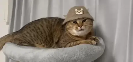 日本网友收集猫毛为猫咪制作帽子，猫皇傲娇回应：手艺还行，人类合格了！ - 奇趣星球报
