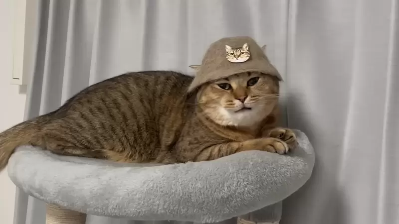 日本网友收集猫毛为猫咪制作帽子，猫皇傲娇回应：手艺还行，人类合格了！ - 我的世界基岩版中文站 - 我的世界基岩版中文站