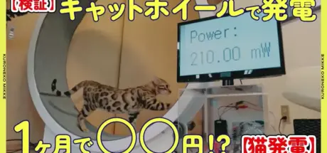 猫咪发电计划！一个月跑轮测试，能否为主人省下电费？ - 我的世界基岩版中文站