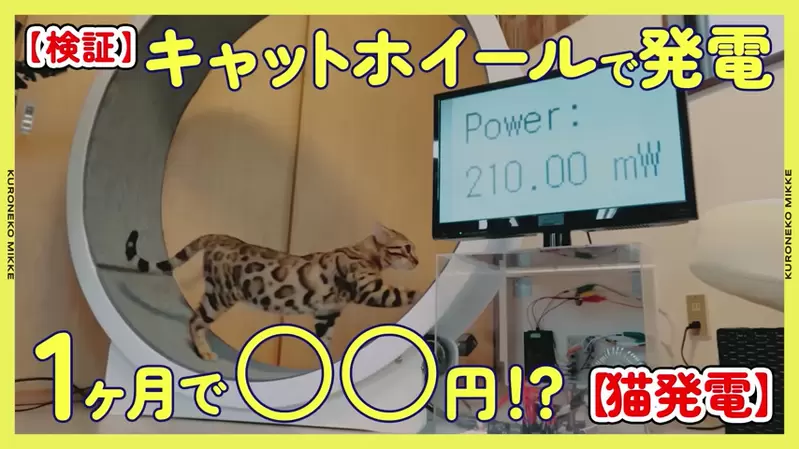 猫咪发电计划!一个月跑轮测试,能否为主人省下电费? - 奇趣星球报 - 奇趣星球报