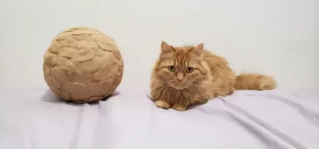 猫奴送上6年心血收集的猫毛球!猫咪却傲娇回应:更好的猫粮在哪里? - 奇趣星球报