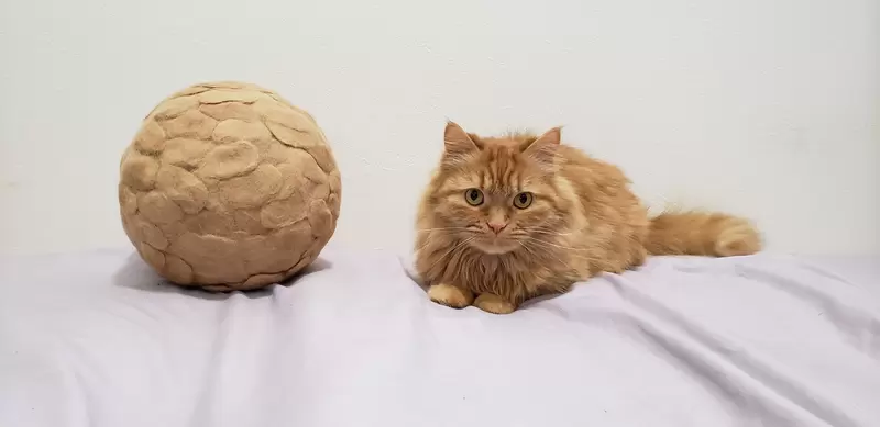 猫奴送上6年心血收集的猫毛球！猫咪却傲娇回应：更好的猫粮在哪里？ - 我的世界基岩版中文站 - 我的世界基岩版中文站