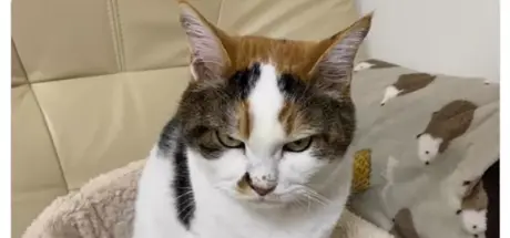 日本网友晒猫照“我家猫眼神超凶”!凶神恶煞却依然萌翻众人 - 奇趣星球报