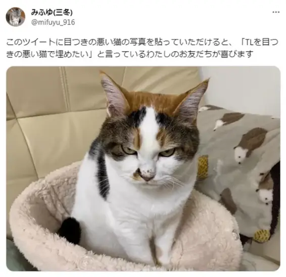 日本网友晒猫照“我家猫眼神超凶”!凶神恶煞却依然萌翻众人 - 奇趣星球报 - 奇趣星球报