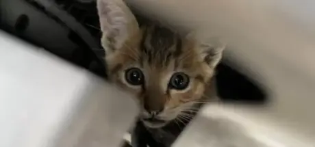 雨季猫咪的意外栖身之地，引擎盖成了它们的避雨天堂 - 奇趣星球报