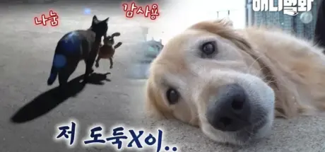 现实版的“猫的报恩”,一只流浪猫与狗狗之间的温馨故事 - 奇趣星球报