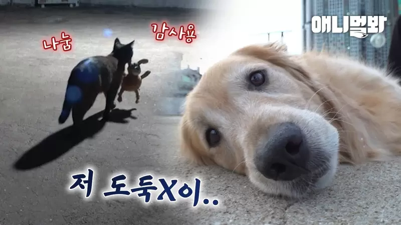 现实版的“猫的报恩”，一只流浪猫与狗狗之间的温馨故事 - 我的世界基岩版中文站 - 我的世界基岩版中文站