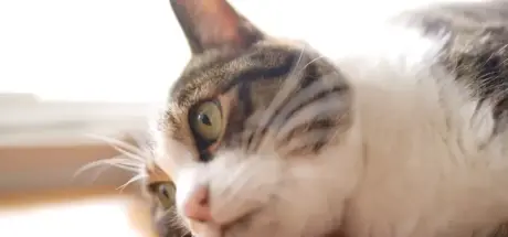 猫咪健康新突破!日本顺利开发猫慢性肾病治疗药,未来或让猫活到30岁 - 我的世界基岩版中文站