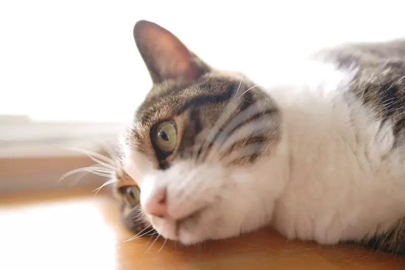 猫咪健康新突破！日本顺利开发猫慢性肾病治疗药，未来或让猫活到30岁 - 我的世界基岩版中文站 - 我的世界基岩版中文站