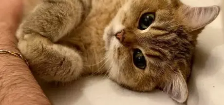 网友分享融化人心的猫咪照片:虽然年纪大了,但她依然是我的可爱猫咪! - 奇趣星球报