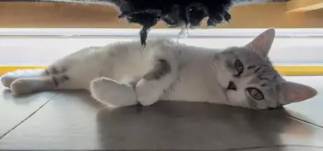 家里猫咪玩躲猫猫搞失踪,竟在沙发下挖洞建新家! - 奇趣星球报