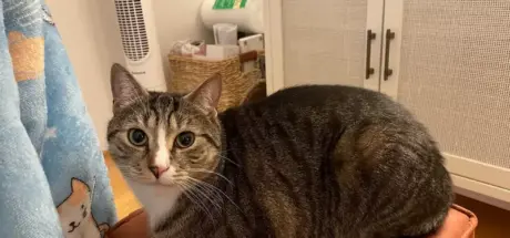 猫咪超放松的坐姿“香箱坐”！看久了竟让人联想到可爱的吐司 - 我的世界基岩版中文站