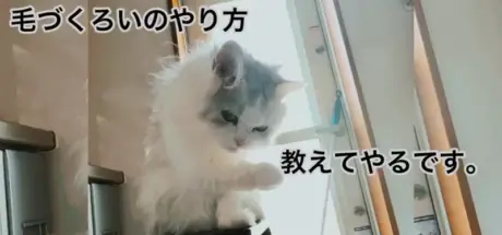 “超级不会顺毛大赛”爆笑来袭!网友晒猫咪,原来有些喵星人也不擅理毛 - 奇趣星球报