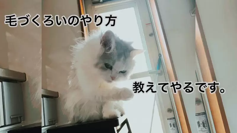 “超级不会顺毛大赛”爆笑来袭！网友晒猫咪，原来有些喵星人也不擅理毛 - 我的世界基岩版中文站 - 我的世界基岩版中文站