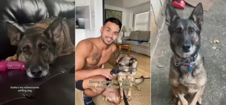 有爱饲主悉心照顾退休侦爆犬!设计侦查小游戏助它重拾生活乐趣 - 奇趣星球报