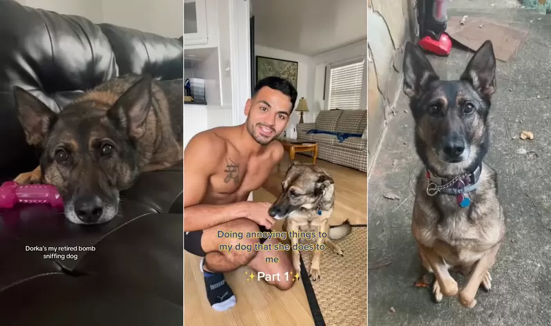 有爱饲主悉心照顾退休侦爆犬！设计侦查小游戏助它重拾生活乐趣 - 我的世界基岩版中文站 - 我的世界基岩版中文站