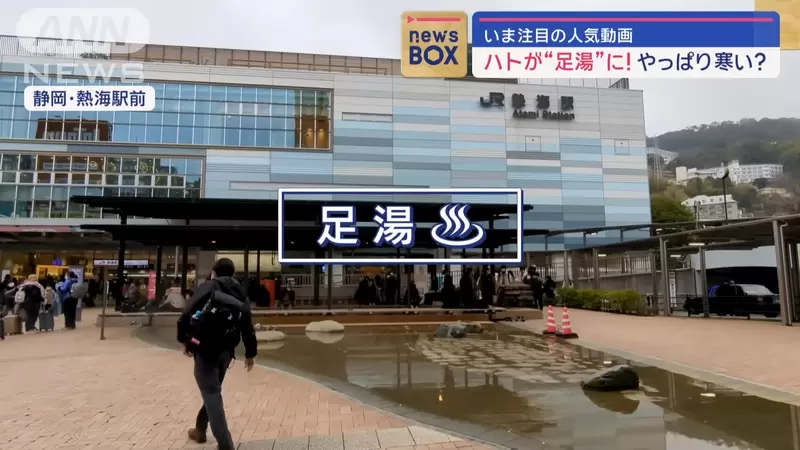 鸽子也享受温泉?“足汤的鸽子”奇景在日本温泉圣地引发专家好奇 - 奇趣星球报 - 奇趣星球报