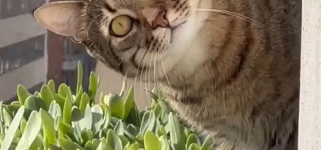 窗外的凝视感让人不安,一抬头发现是猫在盯着看!差点吓破胆 - 奇趣星球报