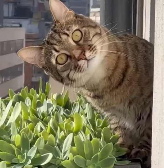 窗外的凝视感让人不安，一抬头发现是猫在盯着看！差点吓破胆 - 奇趣星球报 - 奇趣星球报