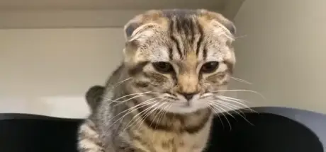 网友记录下“猫猫充电全过程”！大家在讨论，它是Lightning还是TYPE-C接头？ - 我的世界基岩版中文站