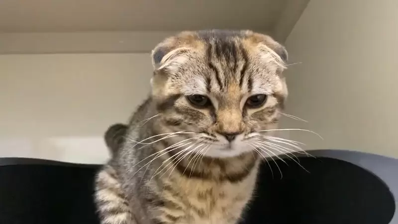 网友记录下“猫猫充电全过程”！大家在讨论，它是Lightning还是TYPE-C接头？ - 我的世界基岩版中文站 - 我的世界基岩版中文站