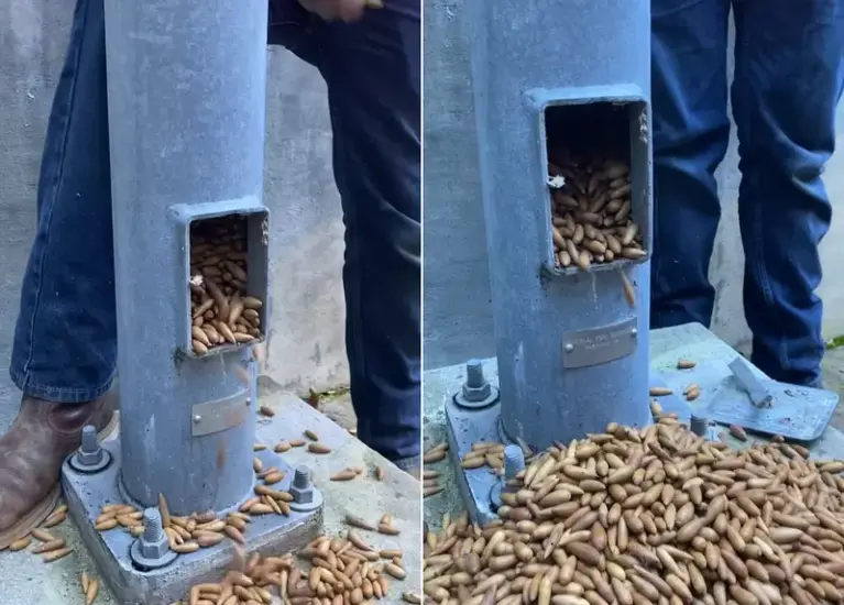 工人发现电线杆内的橡实秘密,松鼠竟然悄悄把这里塞得满满当当 - 奇趣星球报 - 奇趣星球报