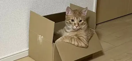 网友分享“年度爆红猫图”!猫咪的陪伴,让世界充满了治愈与欢乐 - 奇趣星球报