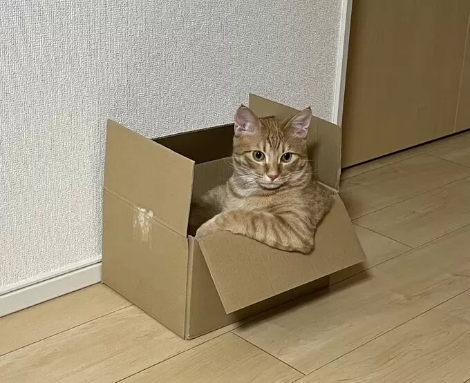 网友分享“年度爆红猫图”！猫咪的陪伴，让世界充满了治愈与欢乐 - 我的世界基岩版中文站 - 我的世界基岩版中文站