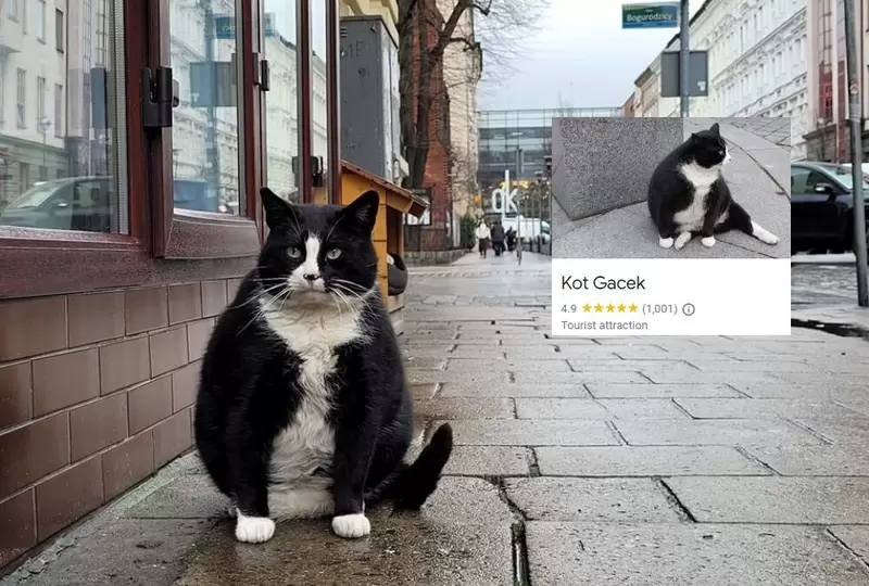 波兰城市的流浪猫意外走红！成了热门景点，Google评价竟高达五星 - 我的世界基岩版中文站 - 我的世界基岩版中文站
