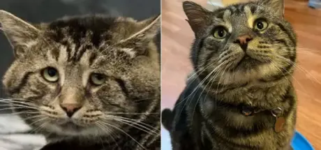 原本愁眉苦脸的虎斑猫...被收养后大变样,幸福感满满! - 奇趣星球报