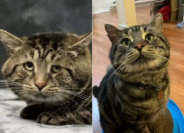 原本愁眉苦脸的虎斑猫...被收养后大变样，幸福感满满！ - 我的世界基岩版中文站 - 我的世界基岩版中文站