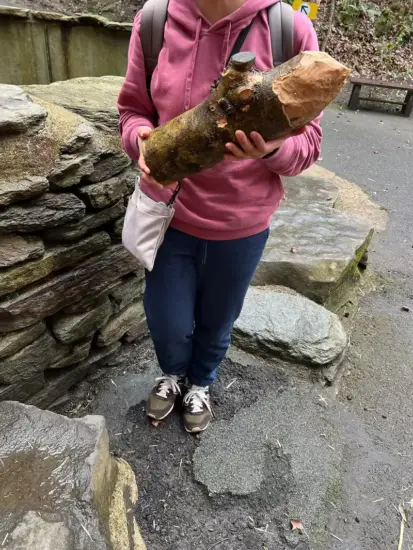 独特伴手礼!日本长崎动物园美洲河狸啃木头,回家能派上什么用场? - 奇趣星球报 - 奇趣星球报