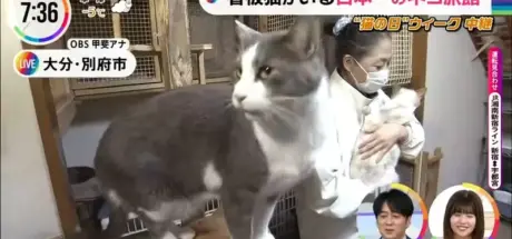 猫奴朝圣地!日本新玉旅馆看板猫荣登排行榜第一,温泉与猫咪的极致享受 - 奇趣星球报