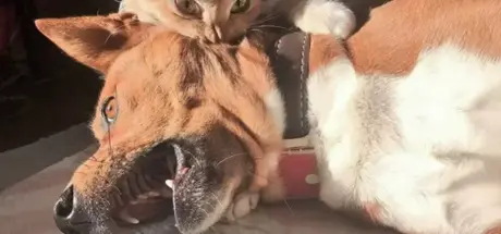 猫咪有仇必报的表现!小伤害却能在人心中留下深刻创伤 - 奇趣星球报