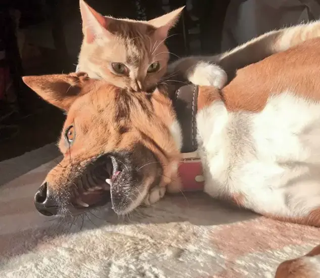 猫咪有仇必报的表现！小伤害却能在人心中留下深刻创伤 - 奇趣星球报 - 奇趣星球报