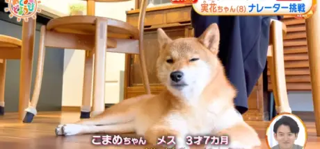 日本电视节目虐狗疑云!强迫狗狗喝水致死,饲主控诉制作单位拒绝上香 - 奇趣星球报