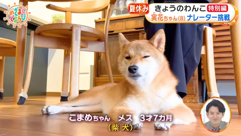 日本电视节目虐狗疑云！强迫狗狗喝水致死，饲主控诉制作单位拒绝上香 - 我的世界基岩版中文站 - 我的世界基岩版中文站