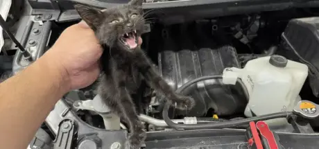 日本猫咪都市传说“秘密结社NNN”再现!半年前想收养小黑猫,半年后竟自己上门... - 奇趣星球报